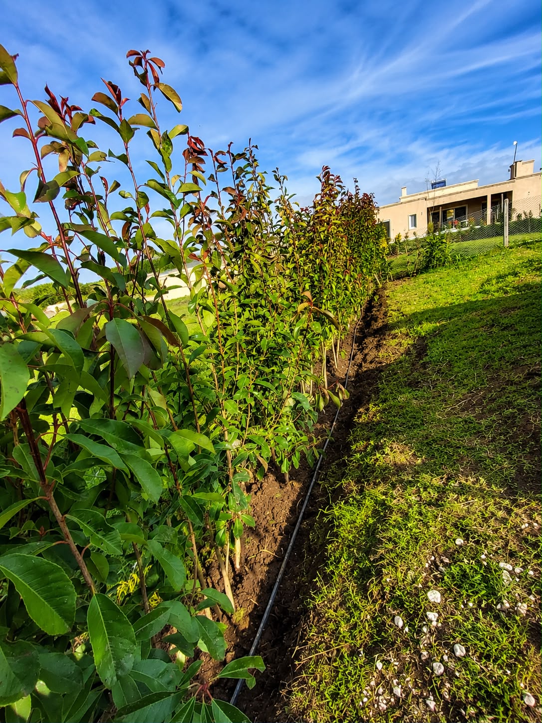 Colocación de césped y plantación de vegetación en jardín