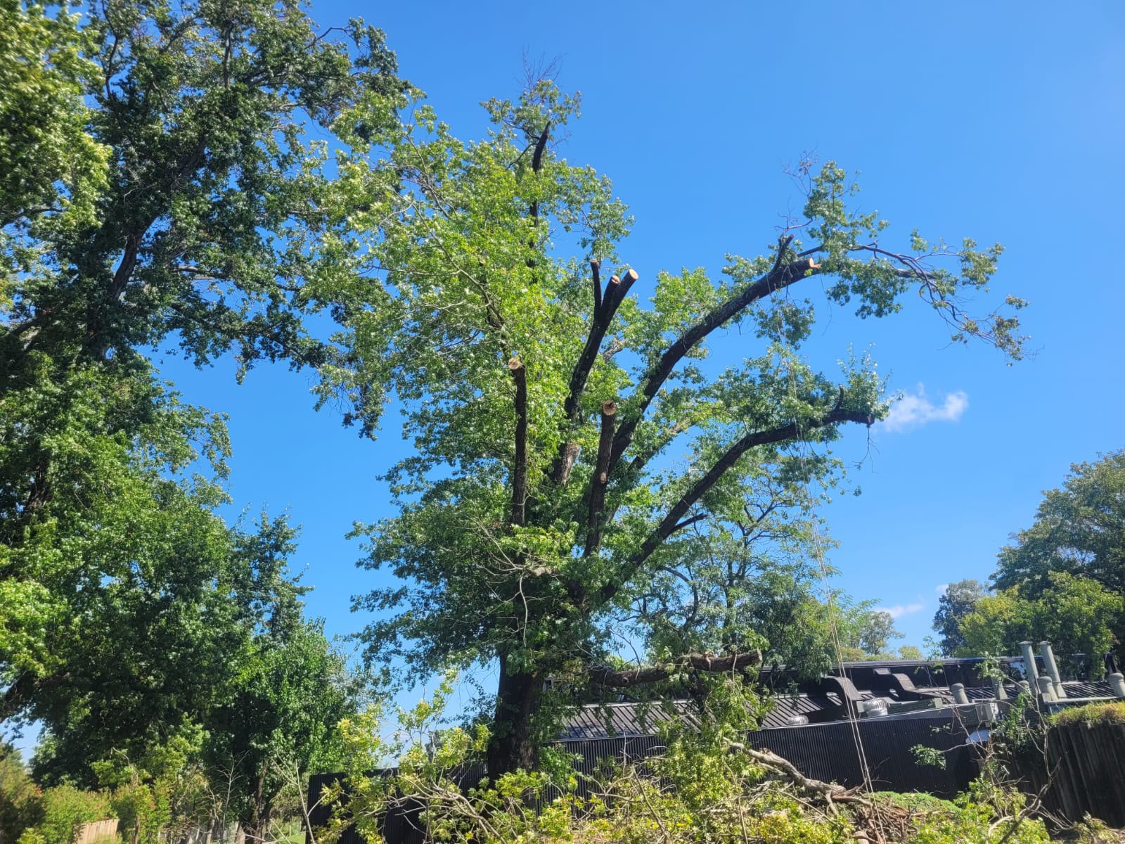 Poda de árbol realizada por Florentín Villalba